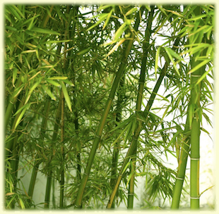 Bamboo Grove